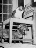 Rudy the Dachshund and Trudy the Cat Engaged in Hide and Seek Or 