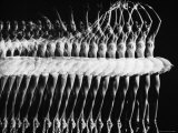 Multiple Exposure of American Ballet Theater Ballerina Alicia Alonso Executing a Pas de Bourree