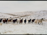 Buy Wild Mustang Horses Running Across Field in Wyoming and Montana at AllPosters.com