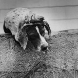 Pointer Belonging to Animal Psychologist and Trainer Keller Breland Entitled 