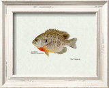 Bluegill Fish