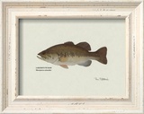 Largemouth Bass Fish