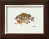 Bluegill Fish