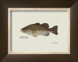 Largemouth Bass Fish