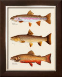 Buy Trout at AllPosters.com