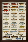 Eastern Gamefish Identification Chart