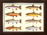 Buy Classic Trout at AllPosters.com