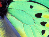 Poseidon (Green Butterfly), Papua New Guinea