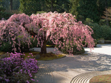 Cherry Tree Blossoms Over Rock Garden in the Japanese Gardens, Washington Park, Portland, Oregon