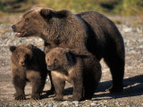 Buy Brown Bear Sow with Cubs Looking for Fish, Katmai National Park, Alaskan Peninsula, USA at AllPosters.com