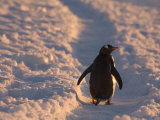Buy Gentoo Penguin Rests on Trail Towards Colony on Petermann Island, Antarctic Peninsula at AllPosters.com