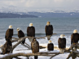 Bald Eagles in Winter, Homer, Alaska