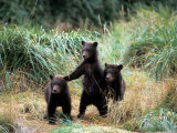 Buy Grizzly Bear Cubs in Katmai National Park, Alaskan Peninsula, USA at AllPosters.com