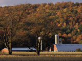 Fall Colors and a Field of Dried Soybeans in Pleasant Gap, Pennsylvania, October 20, 2006
