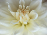 White Dahlia Close-up