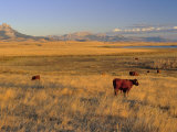Cattle Graze Along the Rocky Mountain Front near Choteau, Montana, USA