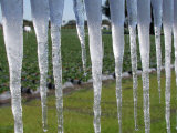 Buy Icicles Hang from Sign at Fancy Farms, a Strawberry Farm in Plant City, Florida, December 31, 2000 at AllPosters.com