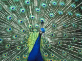 Peacock Spreading Colorful Feathers