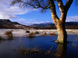 Tree Standing in Frozen Pond with Monadhliath Mountains in Background, Kingussie, United Kingdom