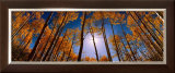 Buy Looking to the Top at AllPosters.com