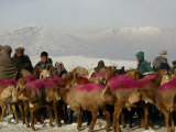 Buy Afghan Men Look at Sheep with Their Backs Painted in Red, Kabul, Afghanistan, December 28, 2006 at AllPosters.com