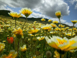 Looking thru the Tiddy Tips, Shell Creek, California, USA