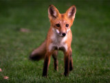 A Fox Walks into a Yard Behind a Suburban Home in West Des Moines, Iowa, September 21, 1999