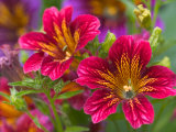 Buy Painted Tongue Blooms, Sammamish, Washington, USA at AllPosters.com