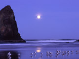 Buy Full Moon and Seagulls at Sunrise, Cannon Beach, Oregon, USA at AllPosters.com