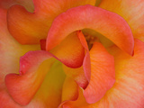 Buy Rose Bloom, Woodland Park Zoo, Rose Garden, Seattle, Washington, USA at AllPosters.com