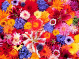 Dahlia, Oriental Lilies, Sunflower, Petunia, Zinnia, Hydrangea Bloom, Sammamish, Washington, USA