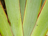 Flax Detail, West Coast, South Island, New Zealand
