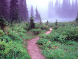 Buy Path to Reflection Lake, Mt. Rainier National Park, Washington, USA at AllPosters.com