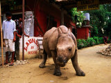 An Orphan Baby Indian Rhinoceros Standing in a Street, Royal Chitwan National Park, Sauraha, Nepal