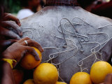 Buy Oranges Hanging from Piercings on a Devotee's Back, Thaipusam Festival, Singapore, Singapore at AllPosters.com