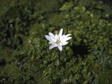 Buy Close View of a Small White Flower at AllPosters.com