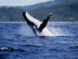 Humpback Whale, Breaching, Polynesia
