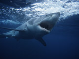 Great White Shark, Swimming, South Australia