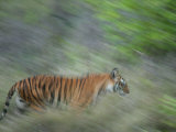 Bengal Tiger, Tigress in Grass, Madhya Pradesh, India