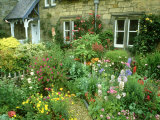 Cottage Garden With, Colourful Flower Beds Direlton, Scotland, UK