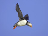 Atlantic Puffin, Adult in Flight, Iceland