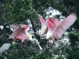 Roseate Spoonbills, Aggressive Behaviour, Texas, USA