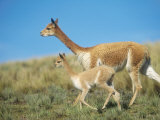 Buy Vicuna, Mother with 3 Week Old Baby, Peruvian Andes at AllPosters.com