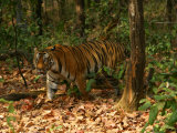 Buy Bengal Tiger, Male Walking, Madhya Pradesh, India at AllPosters.com