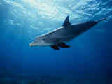 Bottlenose Dolphin, Underwater, Providenciales
