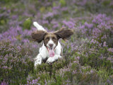 English Springer Spaniel, UK