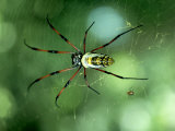 Buy Golden Orb-Web Spider, Madagascar at AllPosters.com
