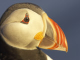Atlantic Puffin, Close-up Portrait of Adult in Breeding Plumage, Iceland