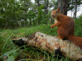 Red Squirrel, Sitting, Lancashire, UK