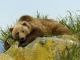 Alaskan Brown Bear, Alaska, USA